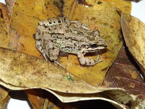 Mexican White-lipped Frog