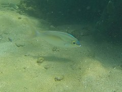 Scolopsis monogramma