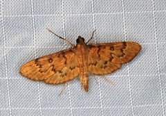Tatobotys janapalis