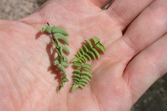 Pellaea bridgesii