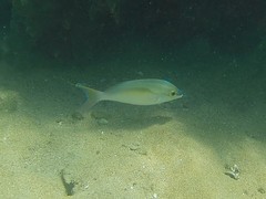 Scolopsis monogramma