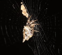Cyclosa confusa