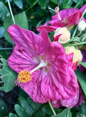 Abutilon hybridum