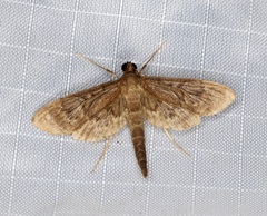 Tatobotys janapalis