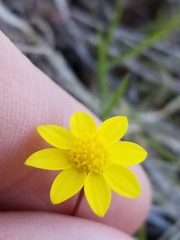 Crocidium multicaule