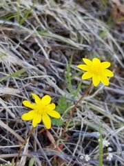 Crocidium multicaule