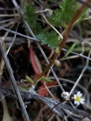 Crocidium multicaule