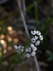 Lomatium piperi