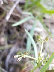 Lomatium piperi
