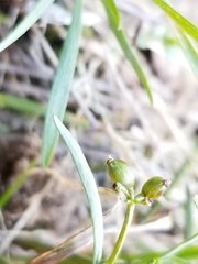 Lomatium piperi