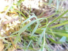 Lomatium piperi