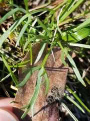 Lomatium piperi