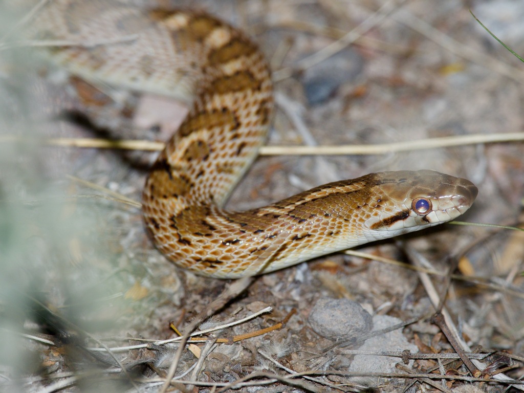 Glossy Snake from Organ Pipe on April 3, 2021 at 07:34 PM by ...