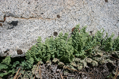 Pellaea bridgesii
