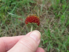 Gaillardia suavis