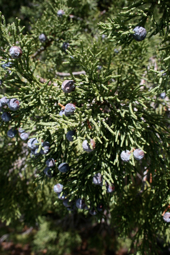 Sierra juniper
