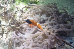 Enneapterygius larsonae