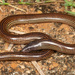 Woodbush Legless Skink - Photo (c) Tyrone Ping, some rights reserved (CC BY-NC), uploaded by Tyrone Ping