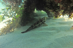 Notolabrus parilus