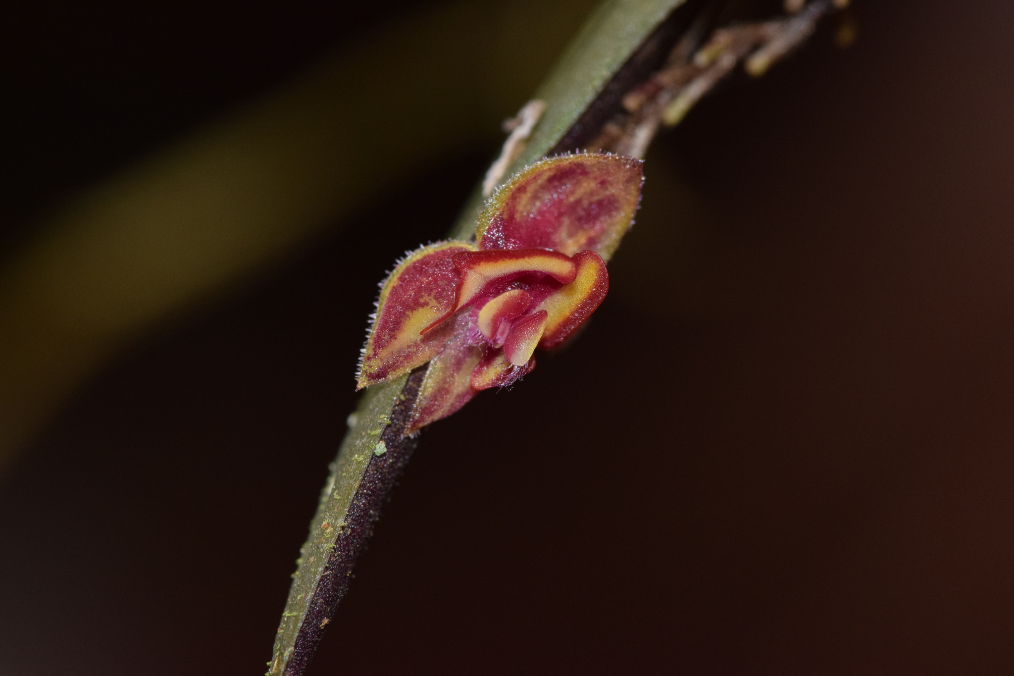 Lepanthes intonsa image