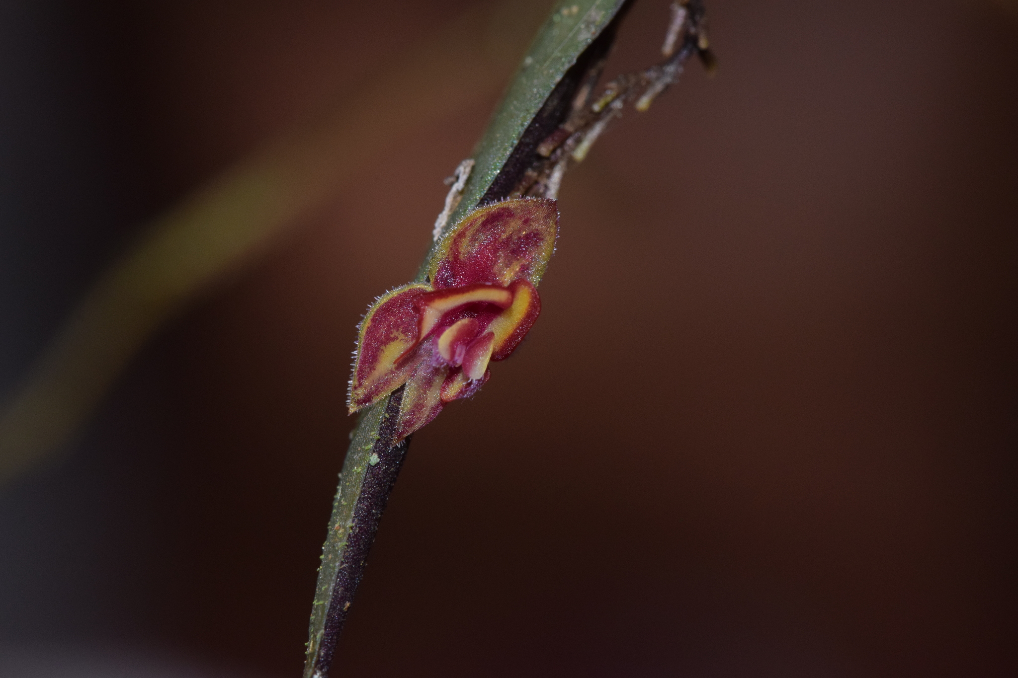 Lepanthes intonsa image