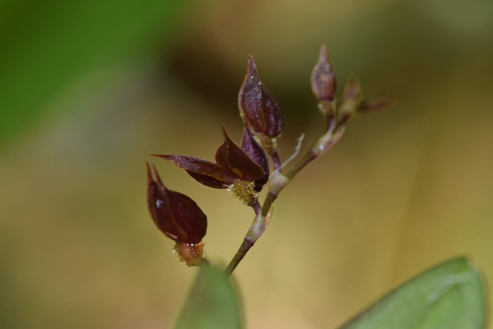 Andinia image