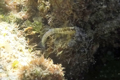 Omobranchus germaini