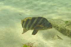 Goniistius rubrolabiatus