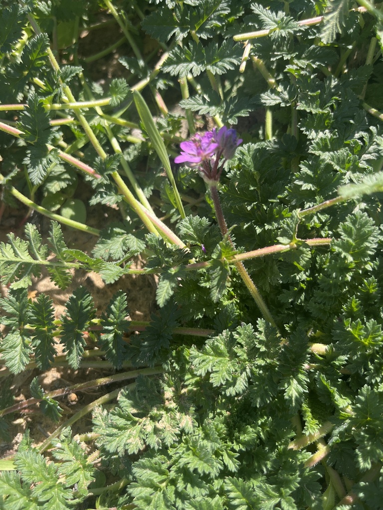 Redstem Stork'sbill from N Wolfe Nursery Rd, Stephenville, TX, US on