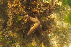 Nepanthia crassa