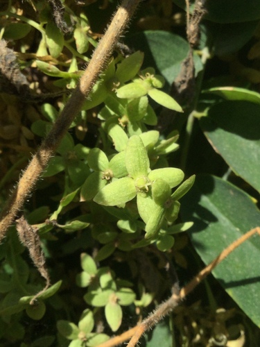 Rockroot (Agdestis clematidea)