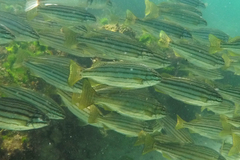 Helotes octolineatus