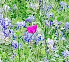 Callirhoe involucrata