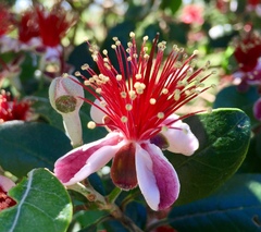 Feijoa sellowiana