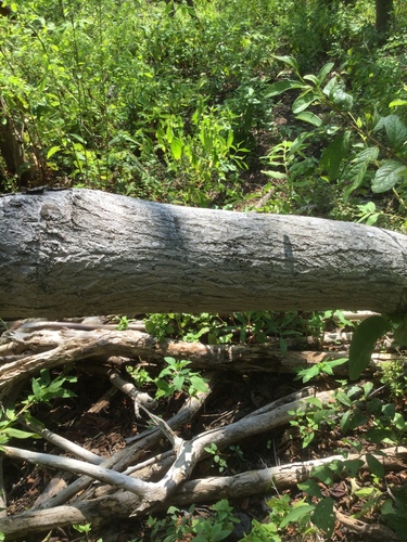 Pityrocarpa obliqua, 2023-11-23
