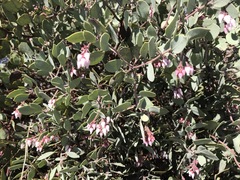 Arctostaphylos viscida