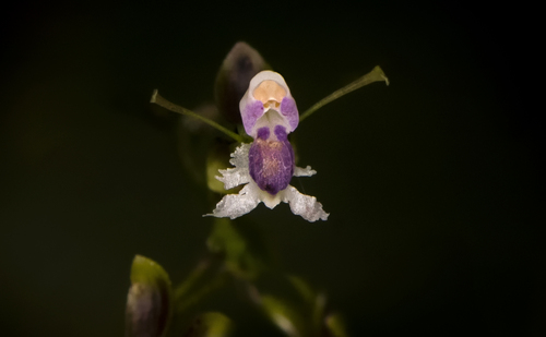Epidendrum ionophyllum P.Ortiz