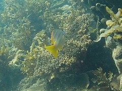 Lutjanus carponotatus