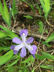 Iris cristata