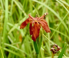 Iris fulva