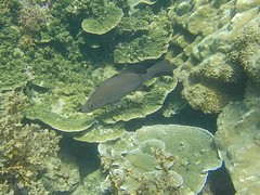 Psammoperca datnioides