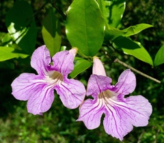 Bignonia callistegioides