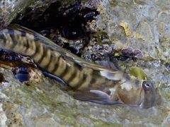 Leaping Blenny photo 2