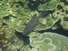 Psammoperca datnioides