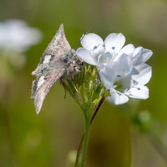 Schinia pulchripennis