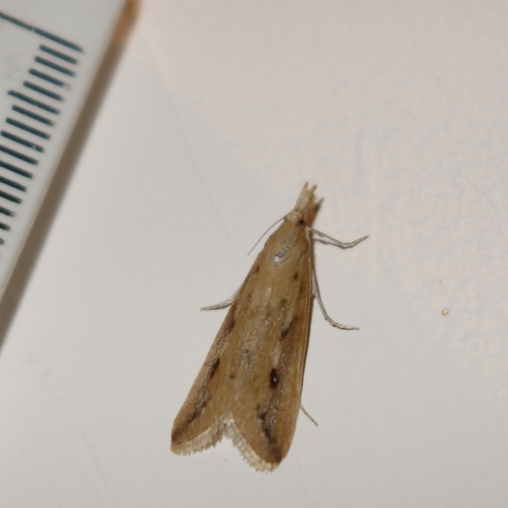 Donacaula niloticus