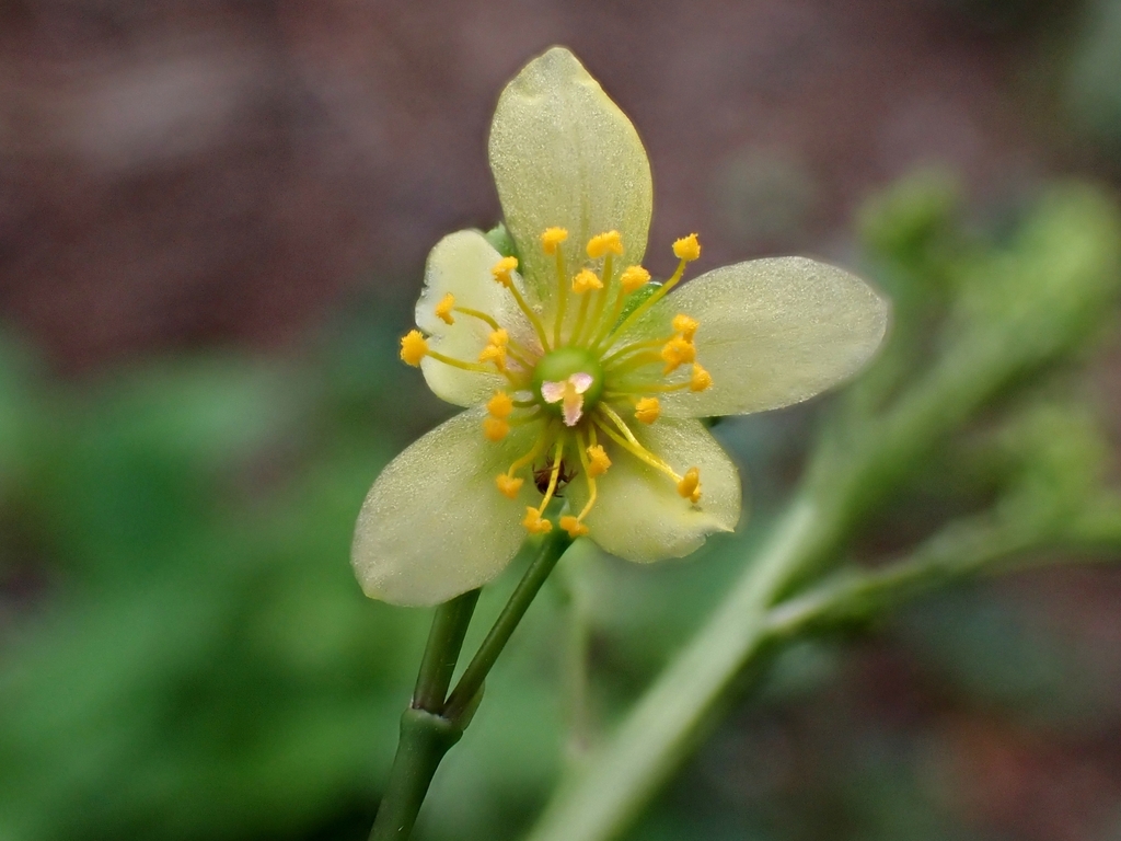 Talinum nocturnum, San Juan, Bolivia