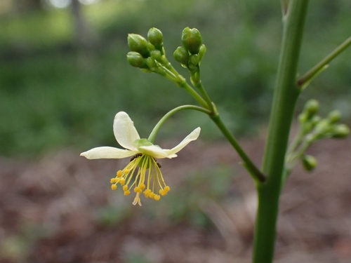 Talinum nocturnum