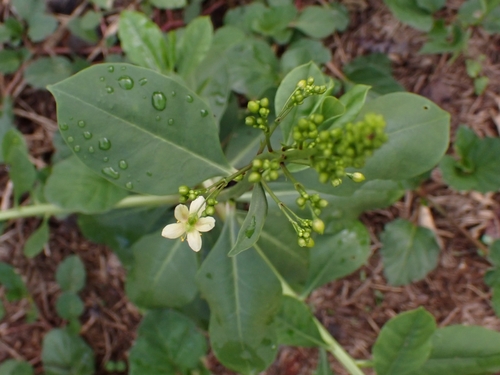 Talinum nocturnum