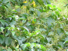Chlorophonia callophrys